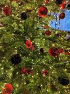 sapin 2025